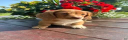 Miniature Dachshund dogs for sale: Biscuit - Ad 5