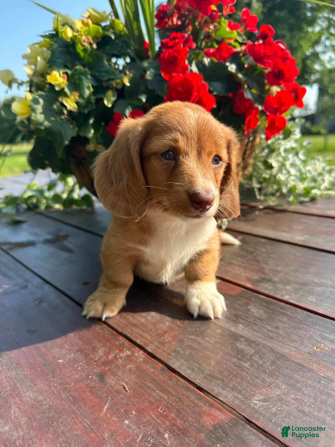 Miniature Dachshund dogs for sale: Biscuit - Ad 5