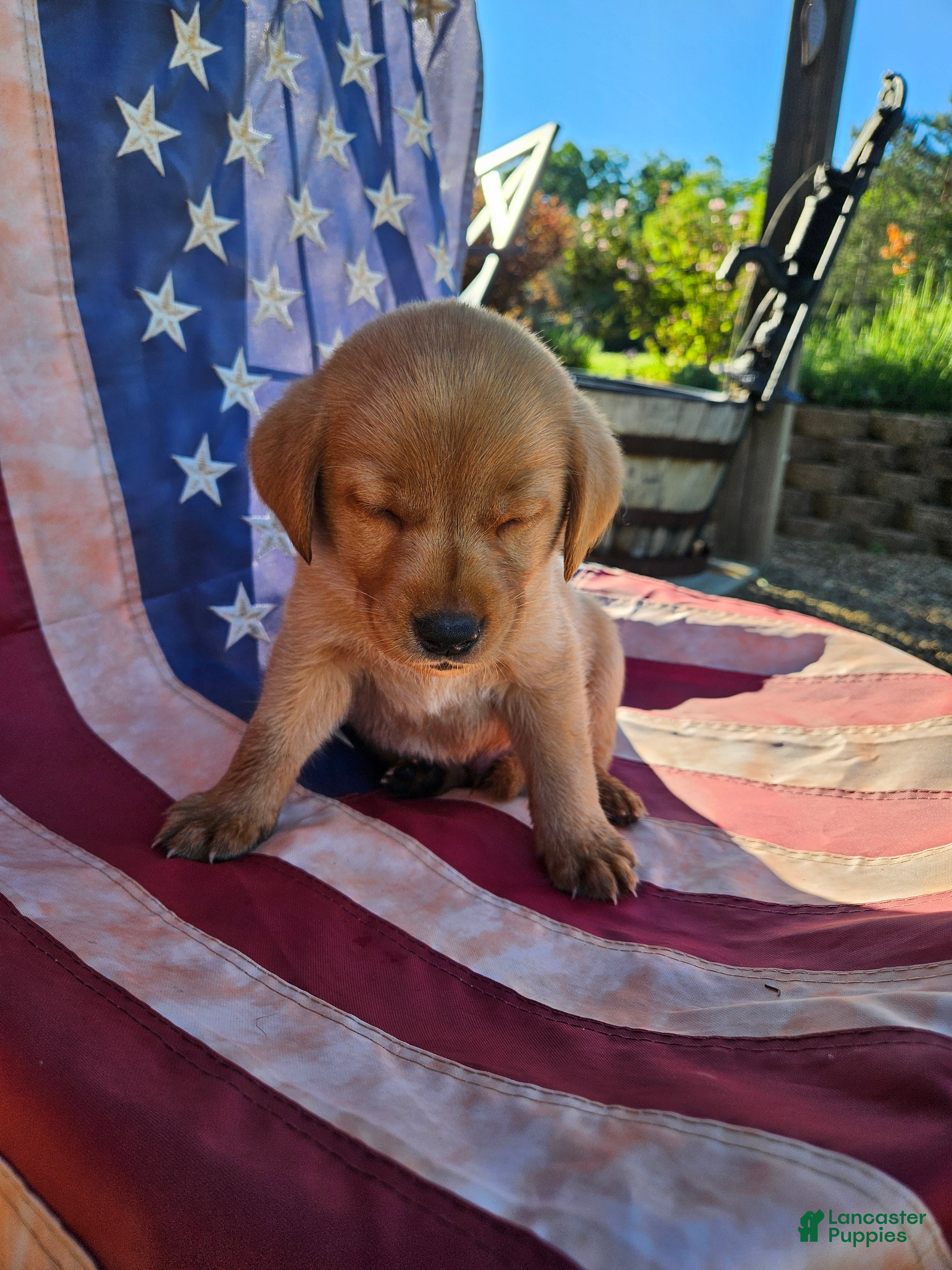 Labrador Retriever dogs Blue - Ad 3