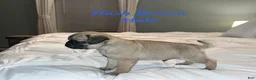 Pug dogs for sale: Hash Brown - Ad 2