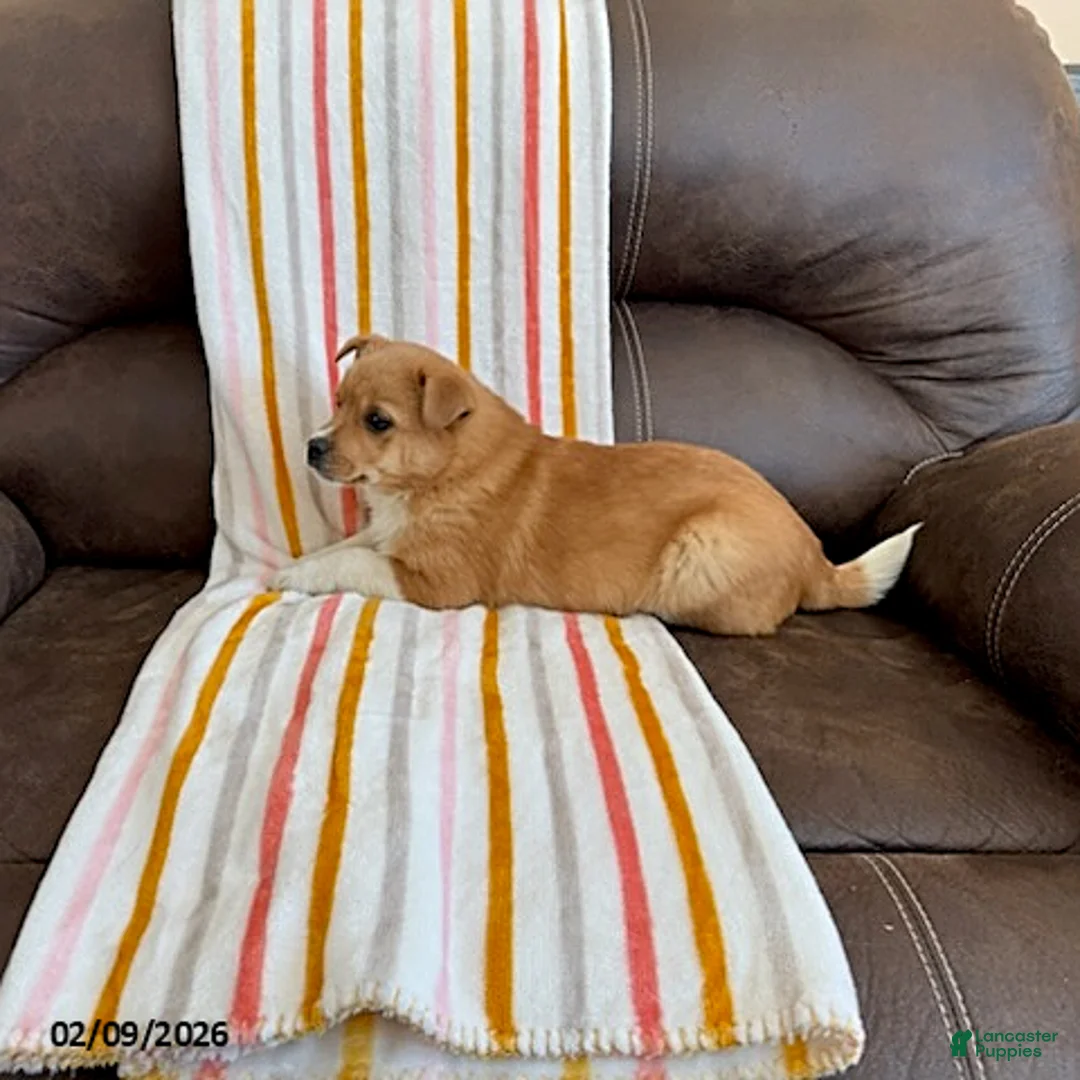 Mixed Breed dogs for sale: Wyatt - Ad 3