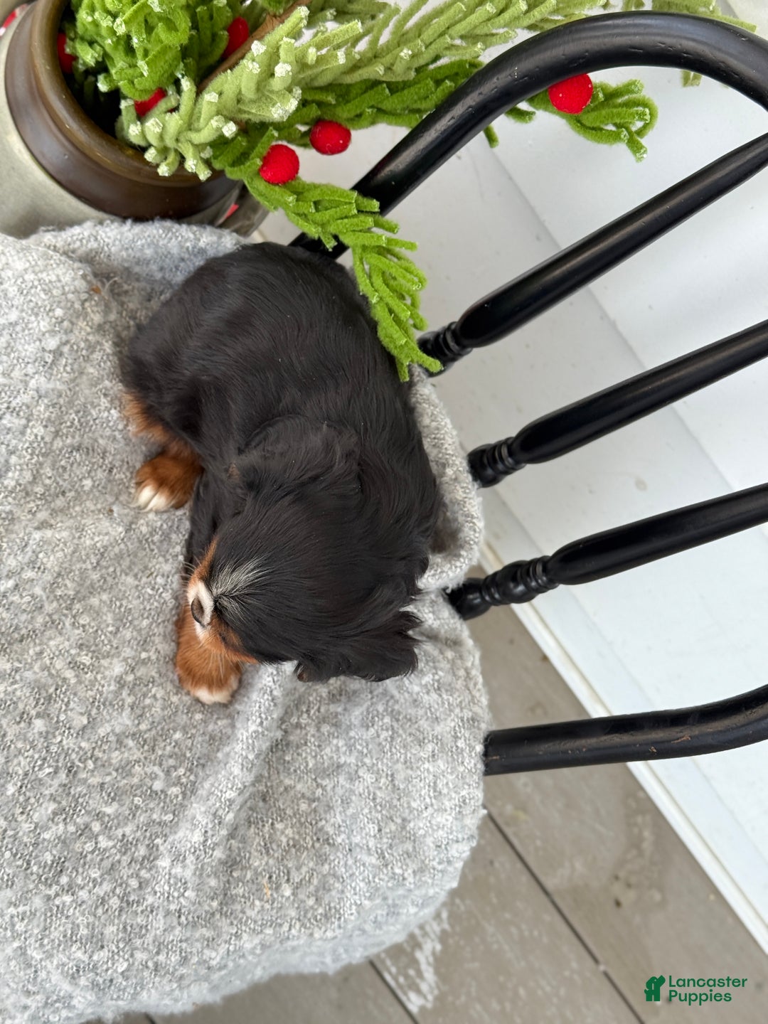 Cavalier King Charles Spaniel dogs for sale: Winifred - Ad 5