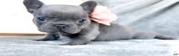 French Bulldog dogs for sale: Guava Blue AKC Female Frenchie - Ad 4