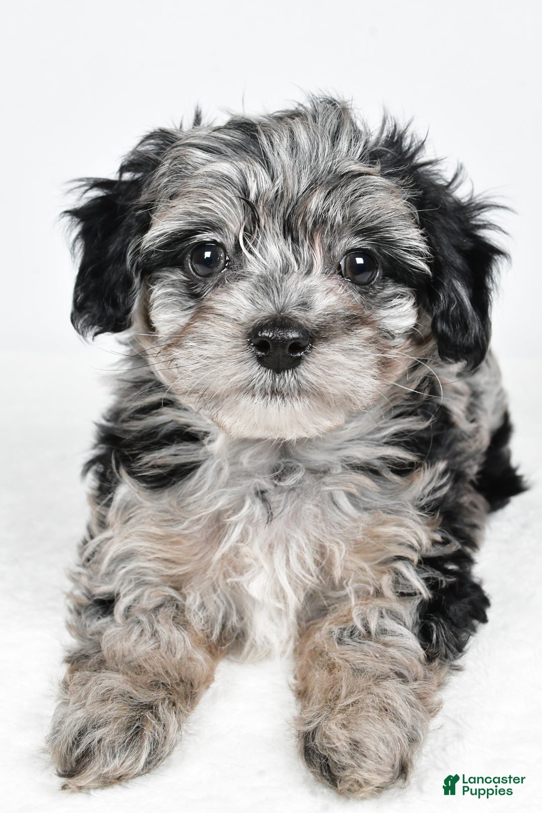Yorkiepoo dogs for sale: Jingle - Ad 8