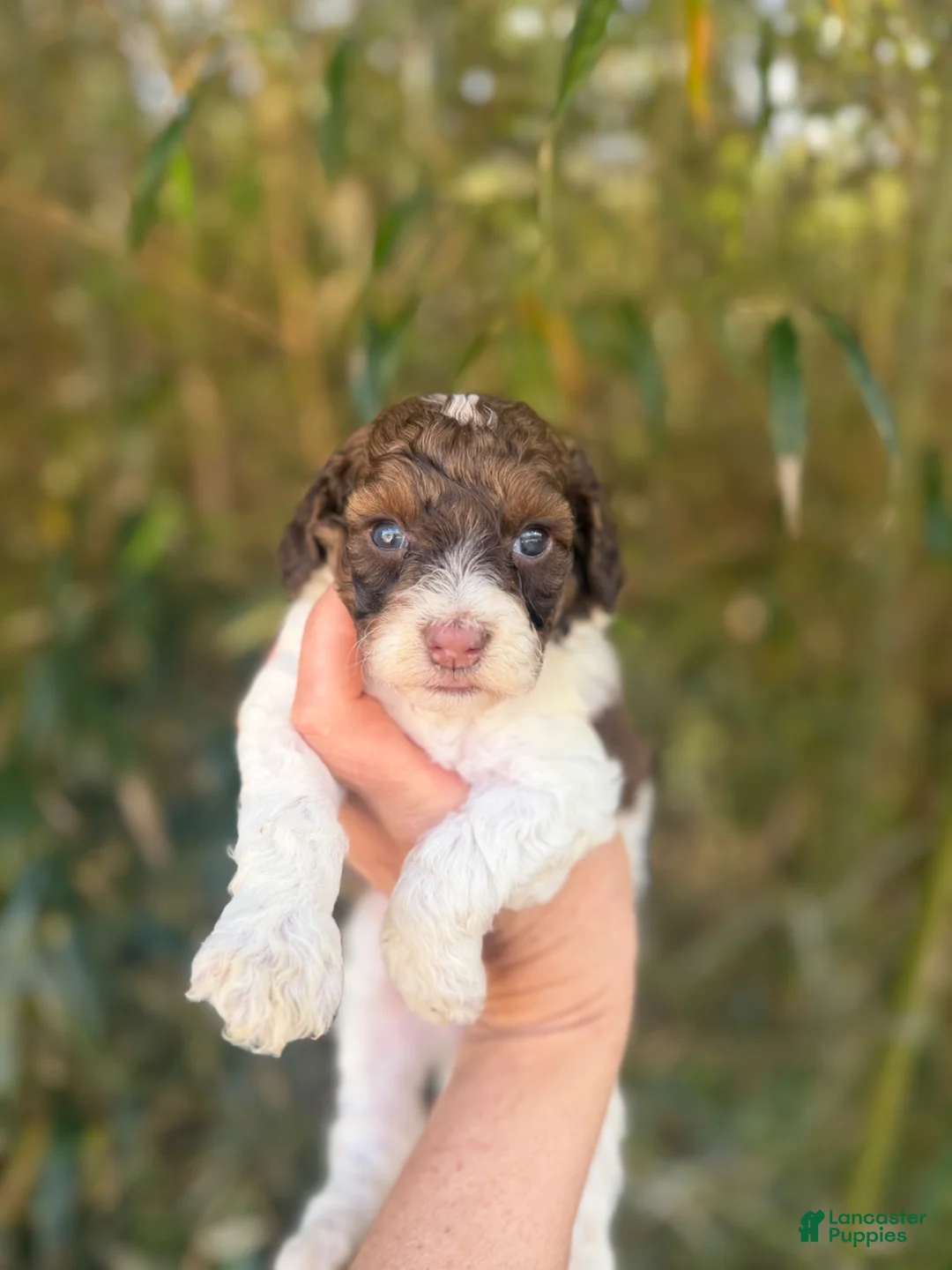 Cockapoo dogs for sale: Cockapoo Puppy 4 - Ad 1