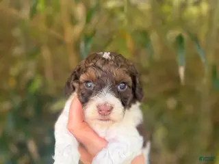 Cockapoo dogs Cockapoo Puppy 4 - Ad 3