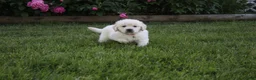 Golden Retriever dogs for sale: Albie - Ad 3