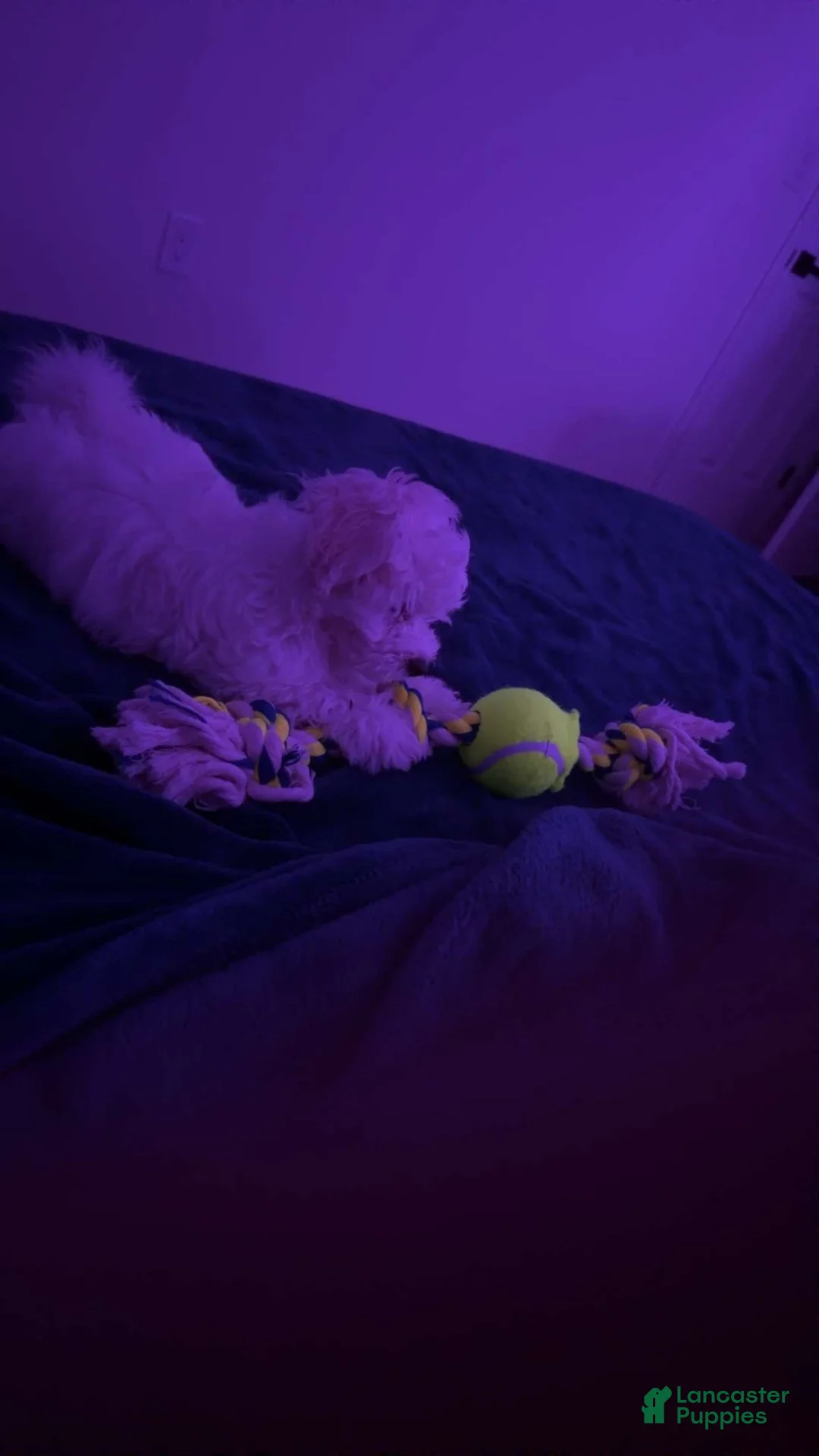 Bichon Frise dogs for sale: Bichon Frise 1 - Ad 2