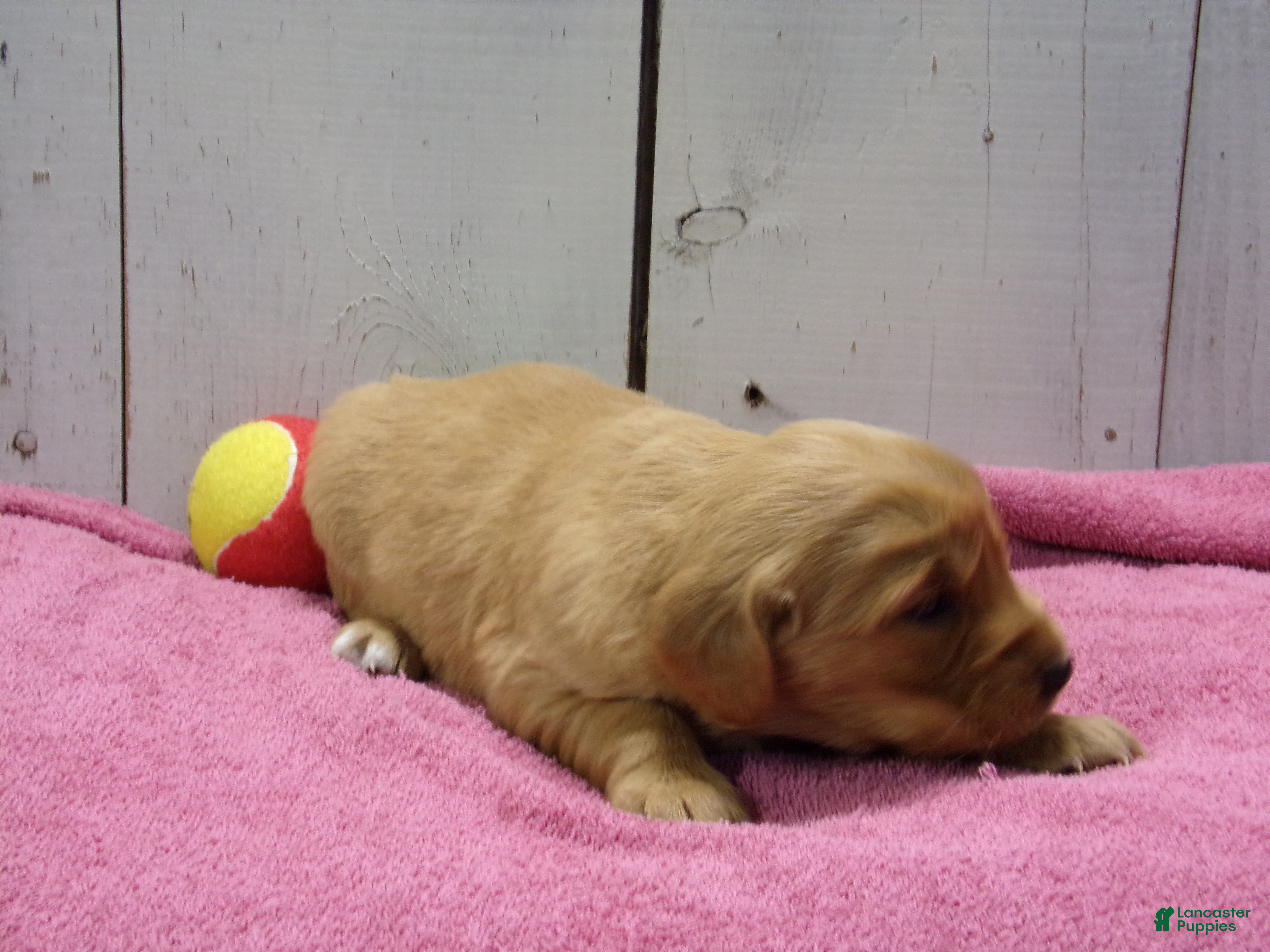 Golden Retriever dogs Bessie - Ad 2