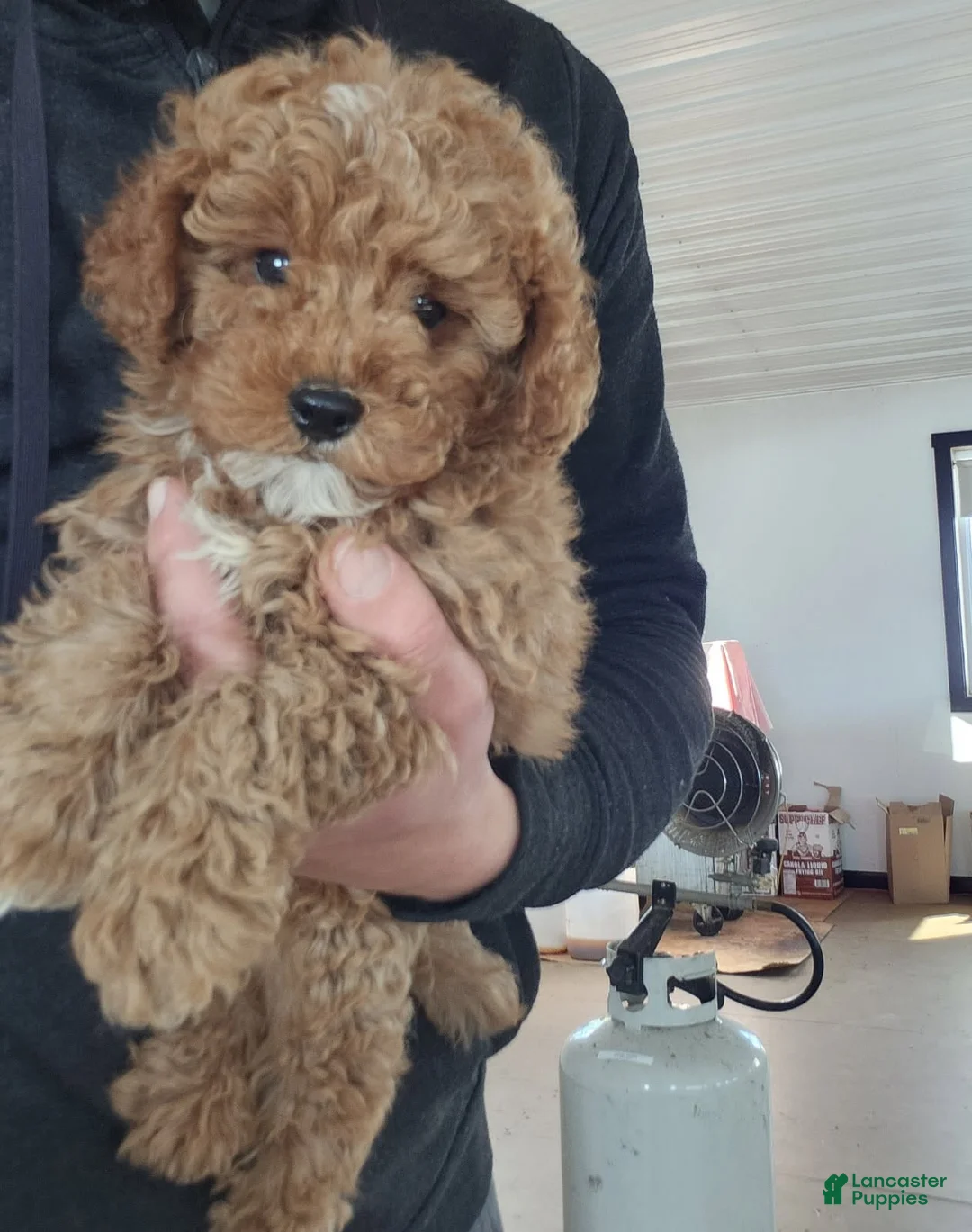 Cavapoo dogs for sale: Tribute - Ad 2