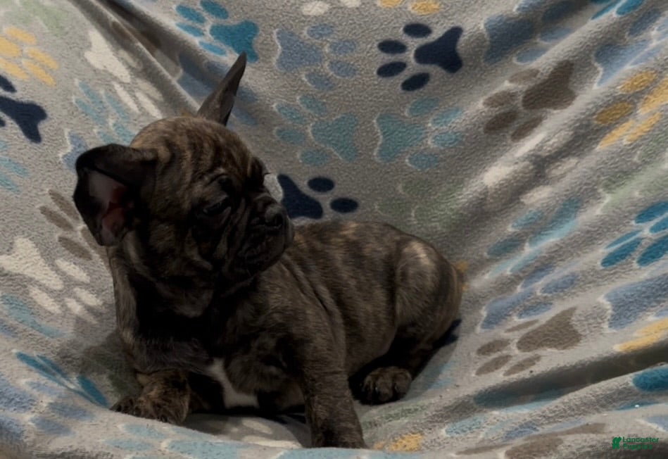 Frug dogs Tucker - Ad 9
