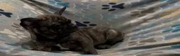Frug dogs for sale: Tucker - Ad 1