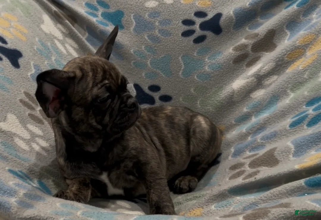 Frug dogs for sale: Tucker - Ad 1