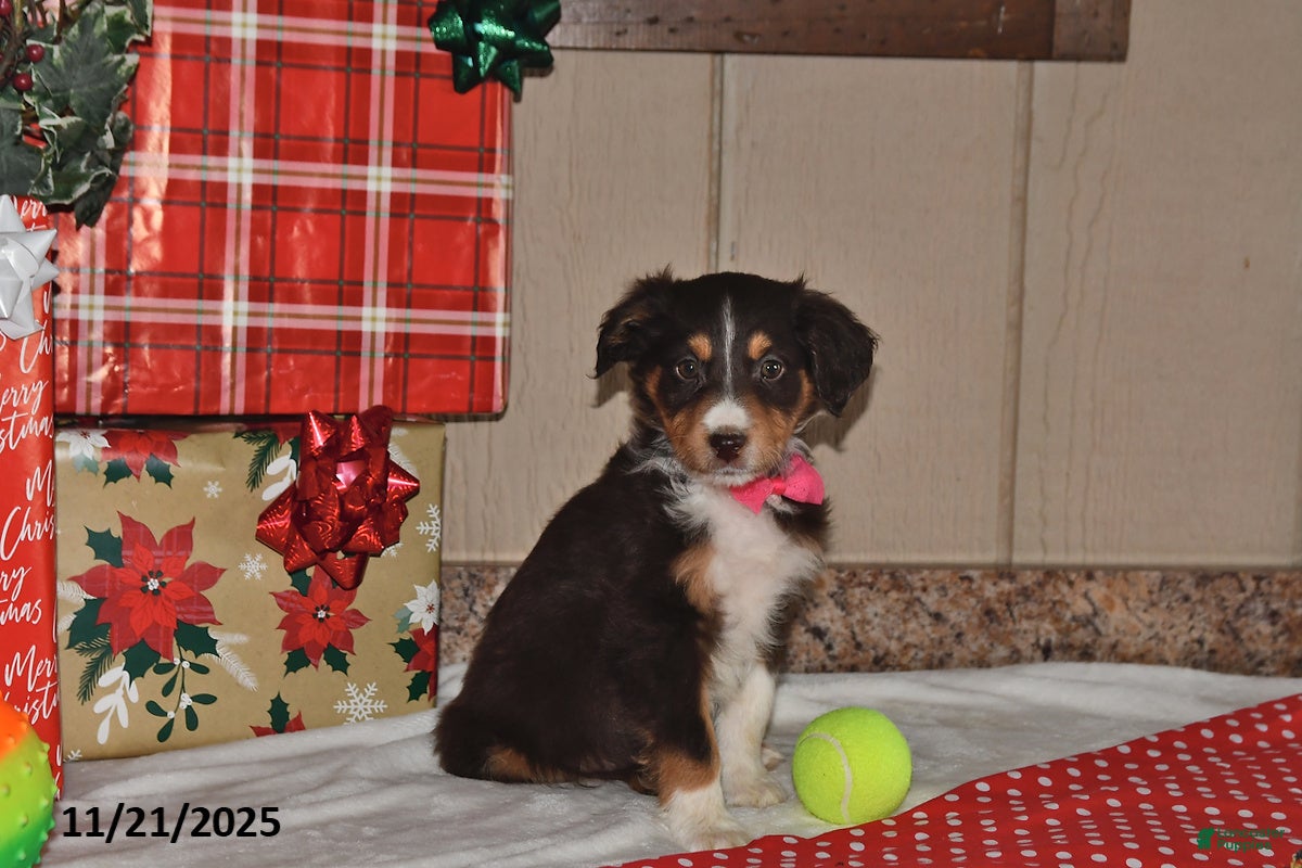 Australian Shepherd dogs Ellie - Ad 10