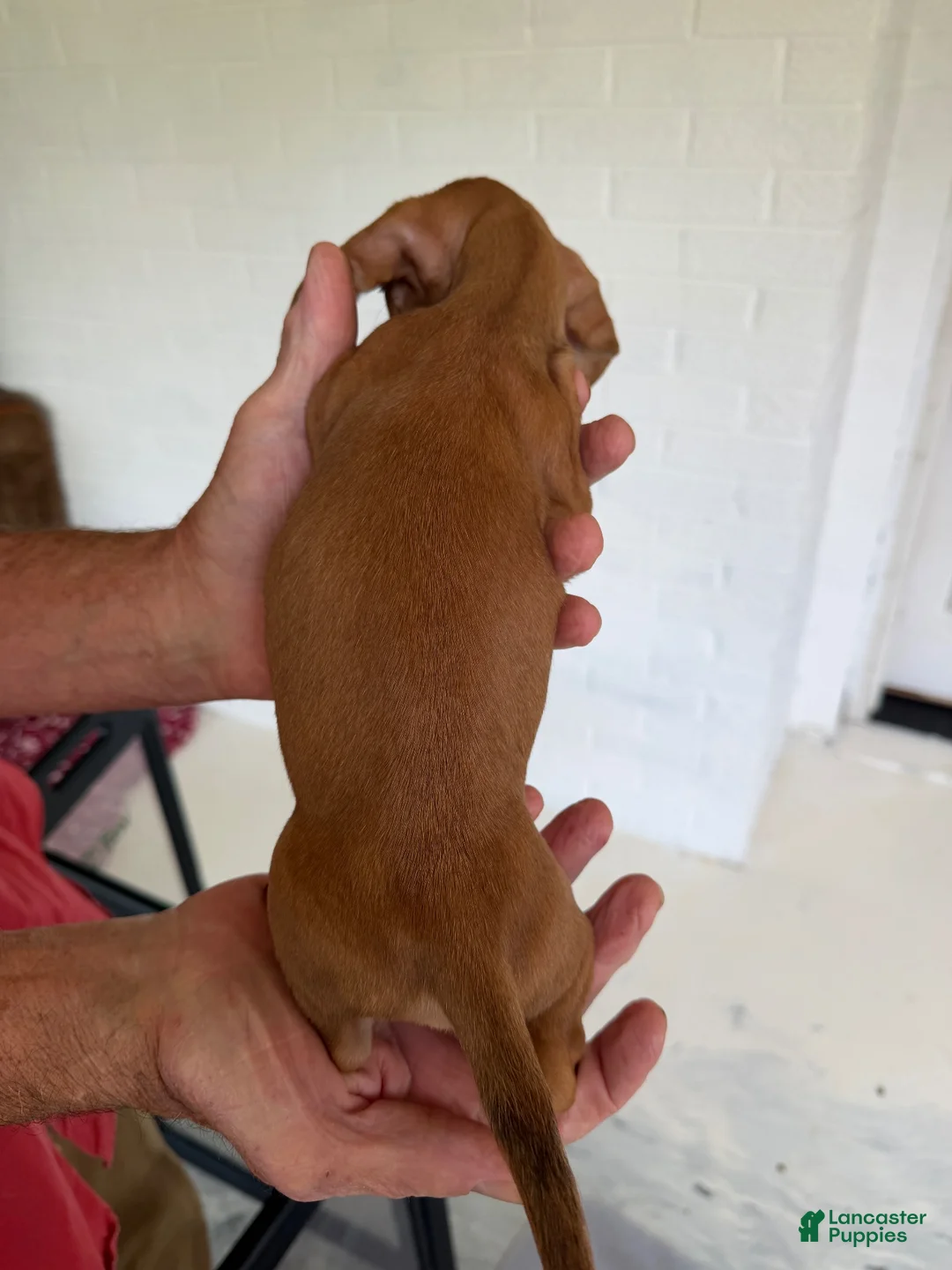 Miniature Dachshund dogs for sale: Miniature Dachshund 2 - Ad 7