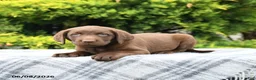 Labrador Retriever dogs for sale: Ava  - Ad 3