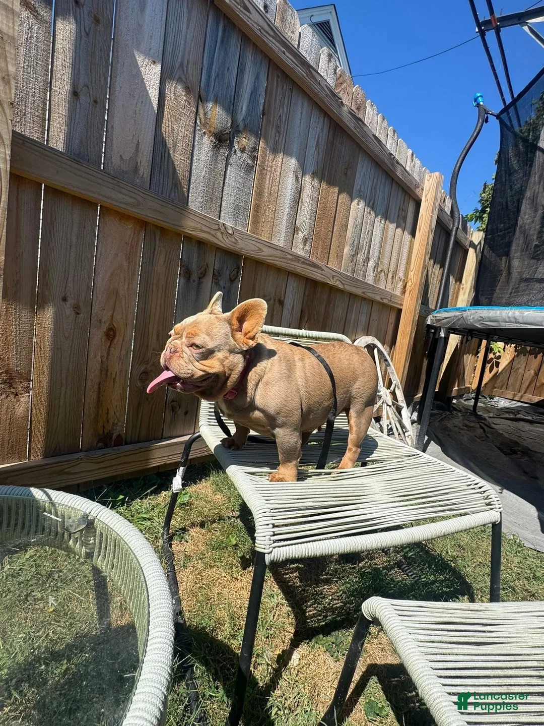 French Bulldog dogs for sale: French Bulldog Puppy 1 - Ad 3