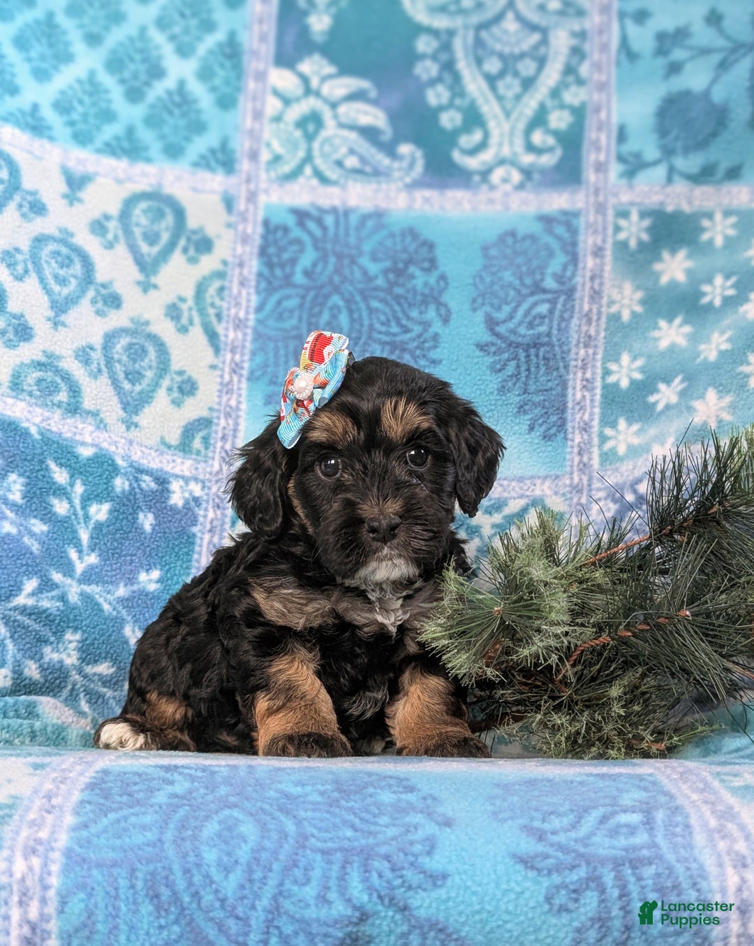 Cockapoo dogs for sale: Chantell Hypoallergenic - Ad 3