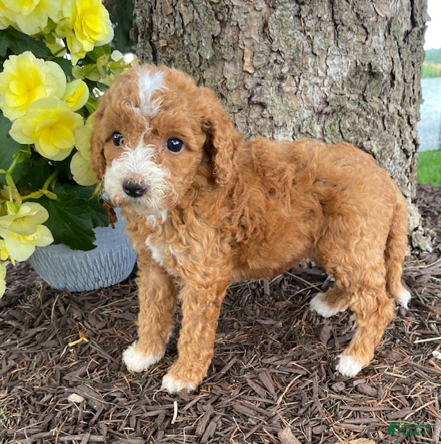 Mini Goldendoodle dogs Daisy- mini/petite - Ad 2