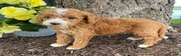 Mini Goldendoodle dogs for sale: Daisy- mini/petite - Ad 2