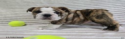 English Bulldog dogs for sale: Maria  - Ad 7