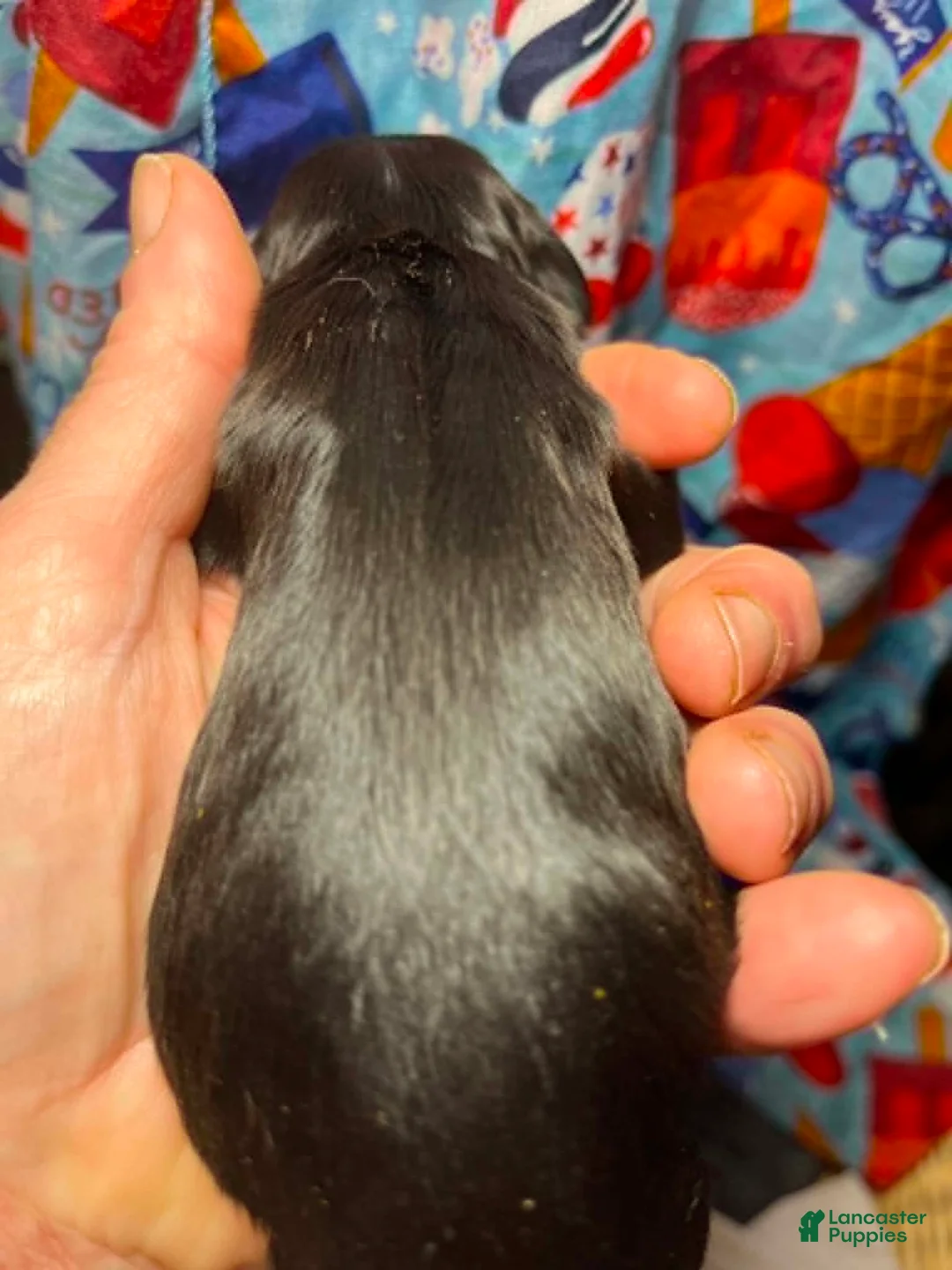 Cocker Spaniel dogs for sale: Cocker Spaniel 5 Noir - Ad 2