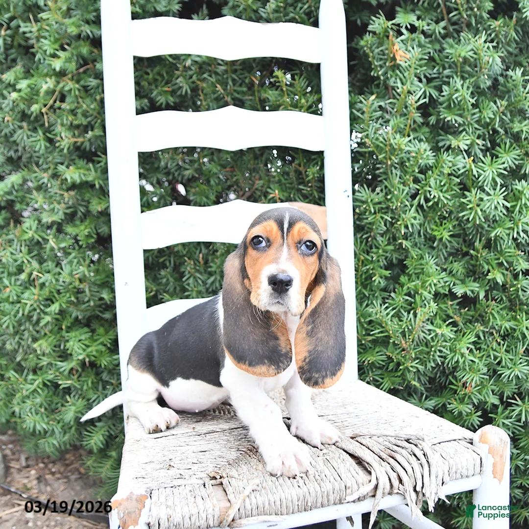 Basset Hound dogs for sale: Jacqueline - Ad 1
