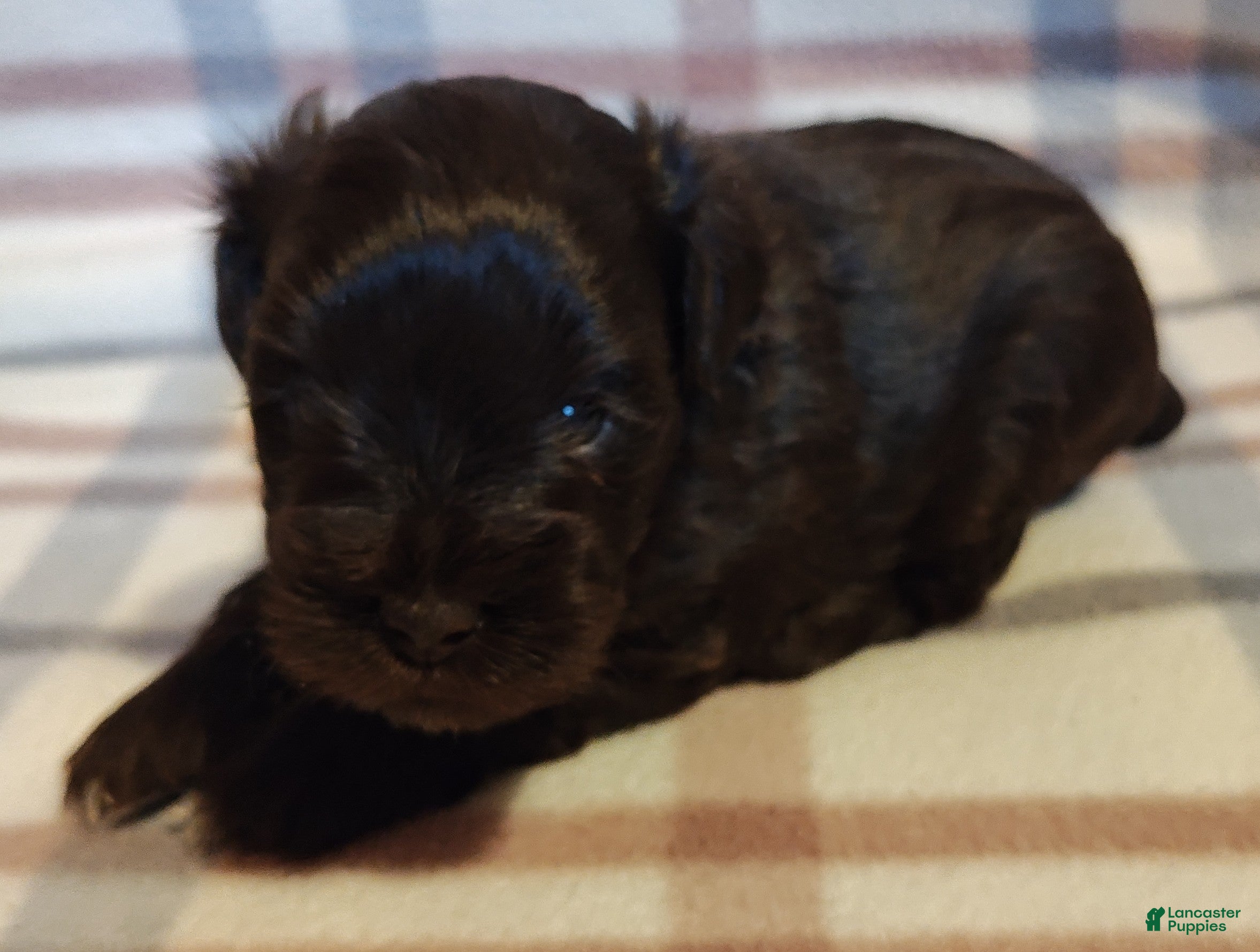 Miniature Schnauzer dogs Miniature Schnauzer Puppy 2 - Ad 1
