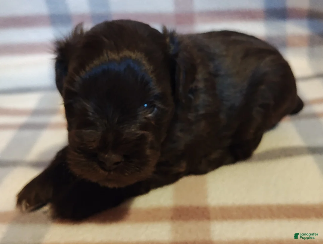 Miniature Schnauzer dogs for sale: Miniature Schnauzer Puppy 2 - Ad 1