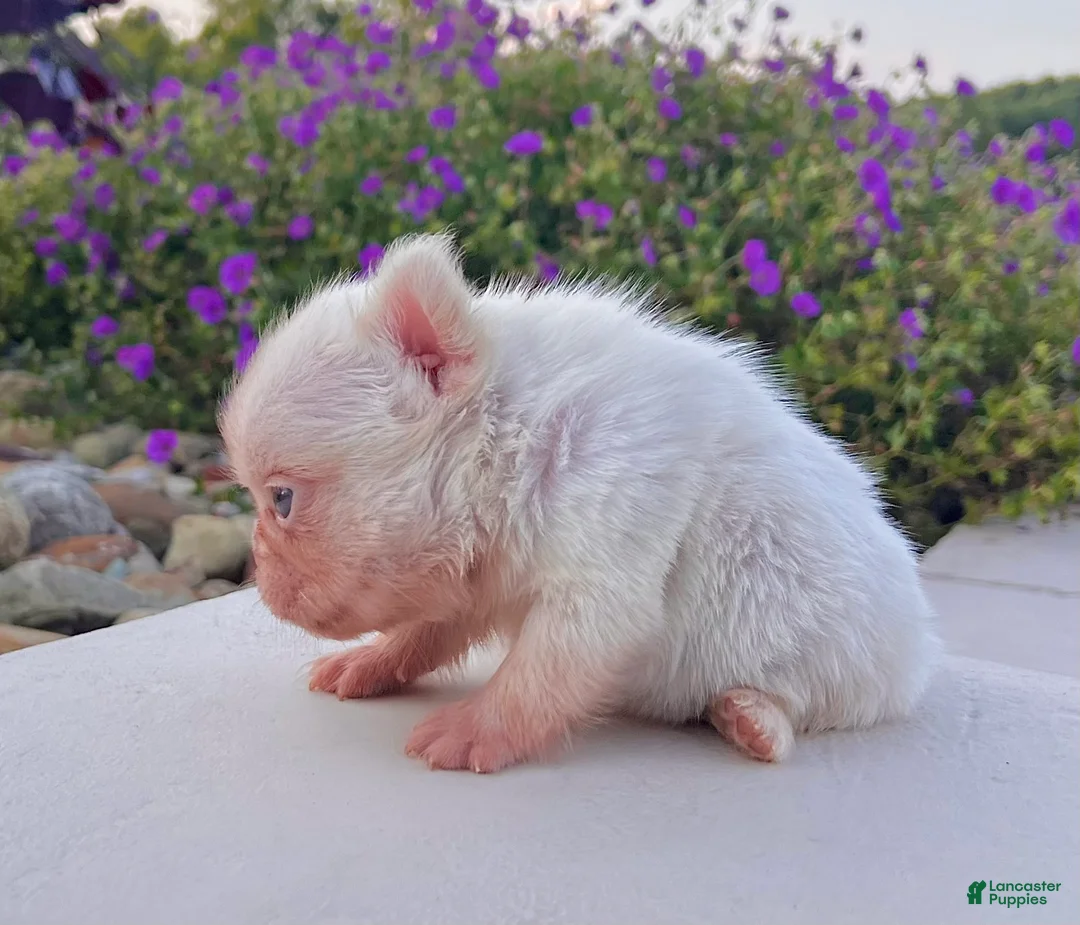 French Bulldog dogs for sale: Babe - Ad 7