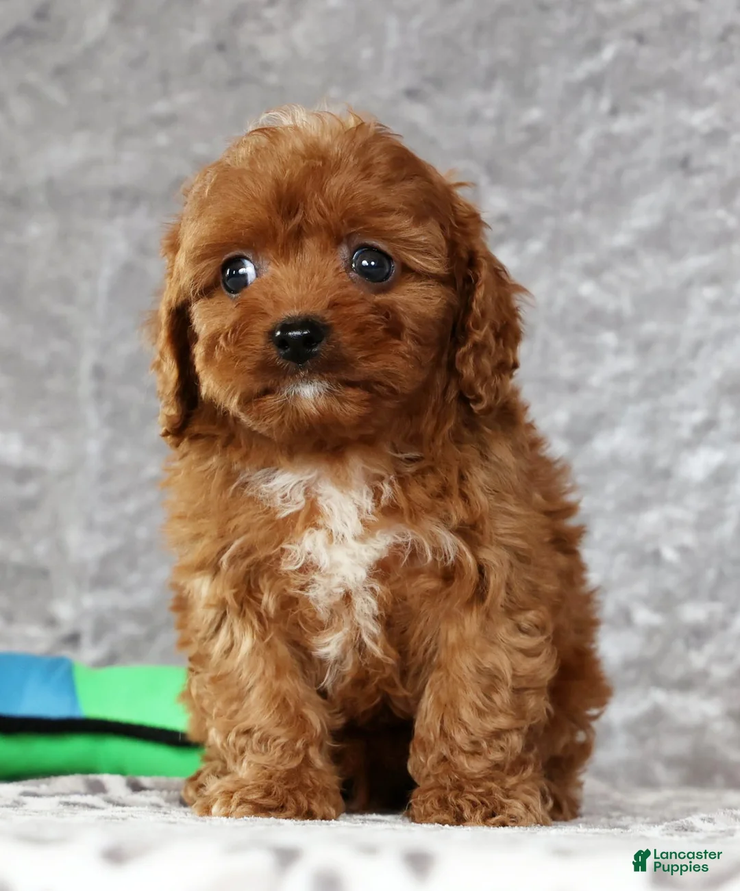 Cavapoo dogs for sale: Miles - Ad 8