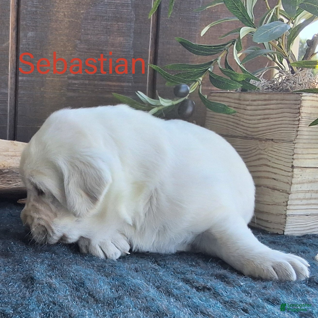 Labrador Retriever dogs Sebastian  - Ad 2