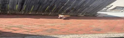 American Corgi dogs for sale: Ruby - Ad 5