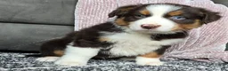Australian Shepherd dogs for sale: Einstein  - Ad 15