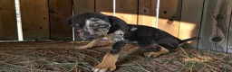 Catahoula Leopard Dog dogs for sale: Gypsie 2026 Male 2 - Ad 13