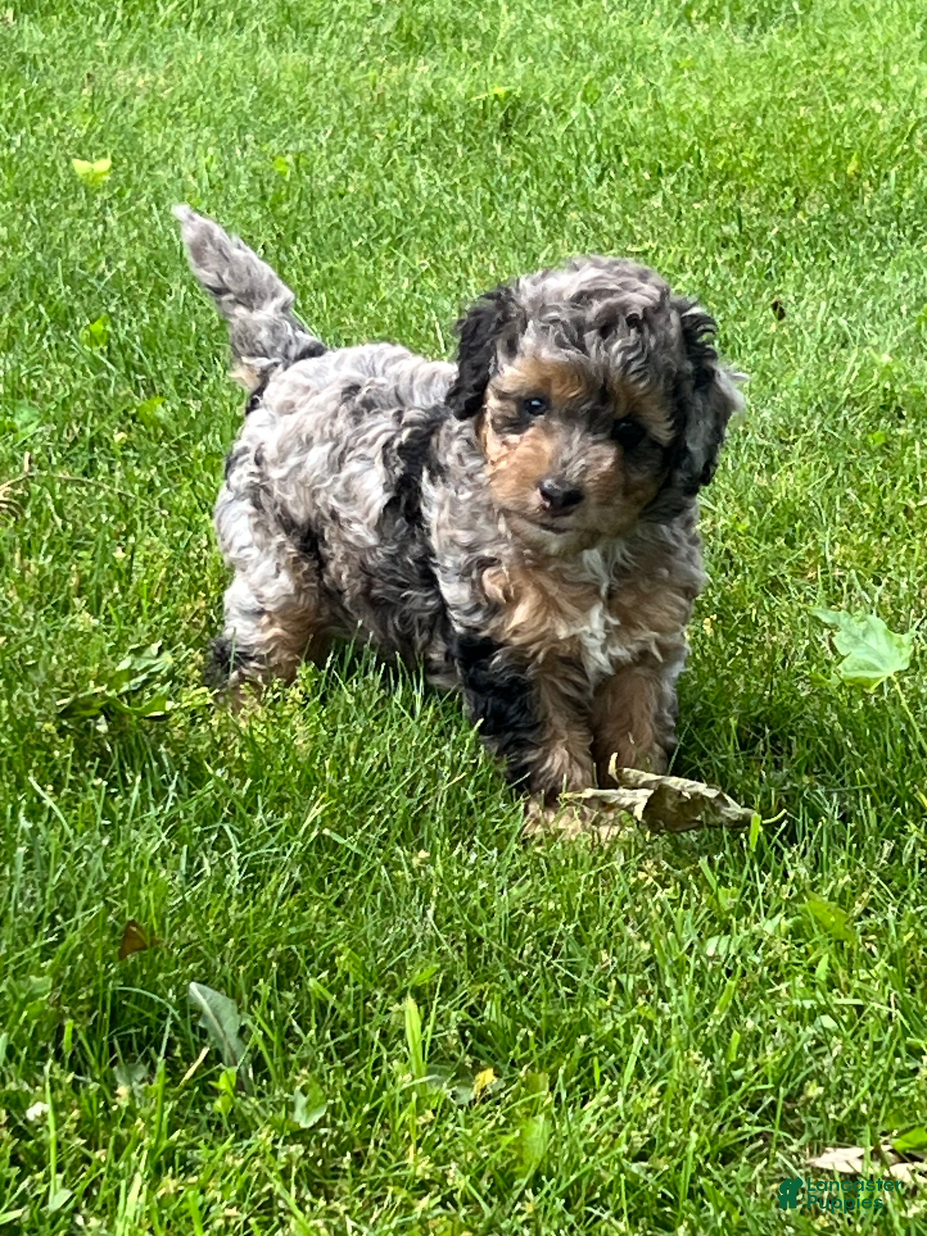 Mini Goldendoodle dogs Pepper Mini Goldendoodle Puppy  - Ad 1