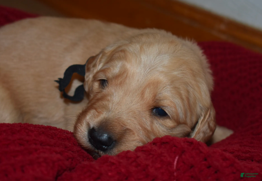 Golden Retriever dogs for sale: Ranger - Ad 15