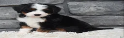 Mini Bernedoodle dogs for sale: Cinnamon  - Ad 11