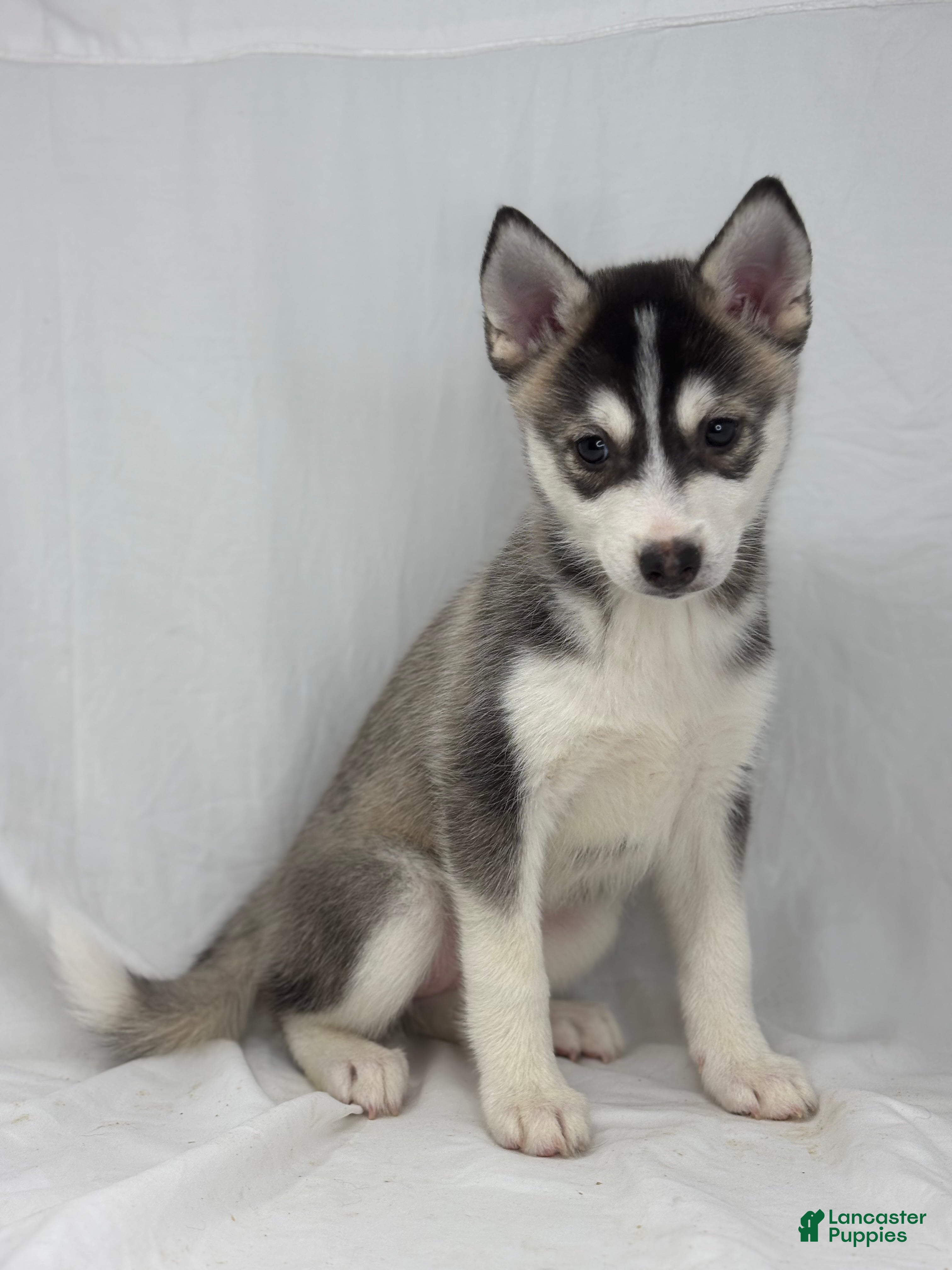 Pomsky dogs Camila  - Ad 4