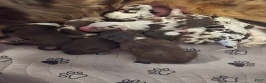 Australian Shepherd 3