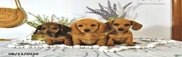 Miniature Dachshund dogs for sale: Amber - Ad 5