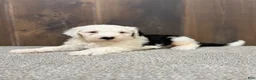 Sheepadoodle dogs for sale: Candy - Ad 3