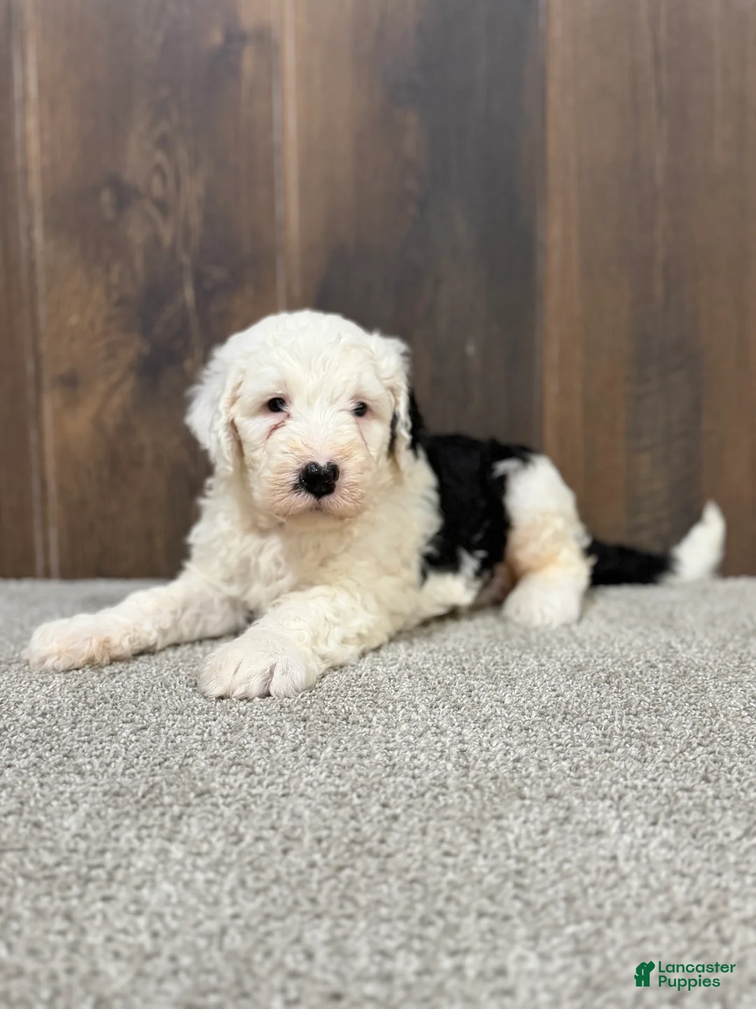 Sheepadoodle dogs for sale: Candy - Ad 3