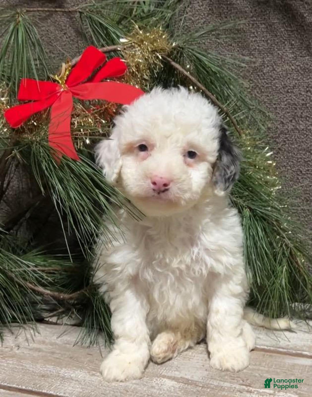Mini Bernedoodle dogs for sale: Snowball - Ad 1