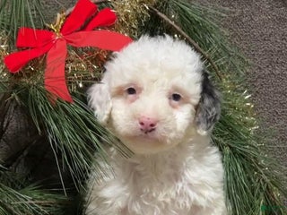 Mini Bernedoodle dogs Snowball - Ad 14