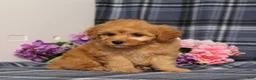 Miniature Poodle dogs for sale: AKC Queso - Ad 5