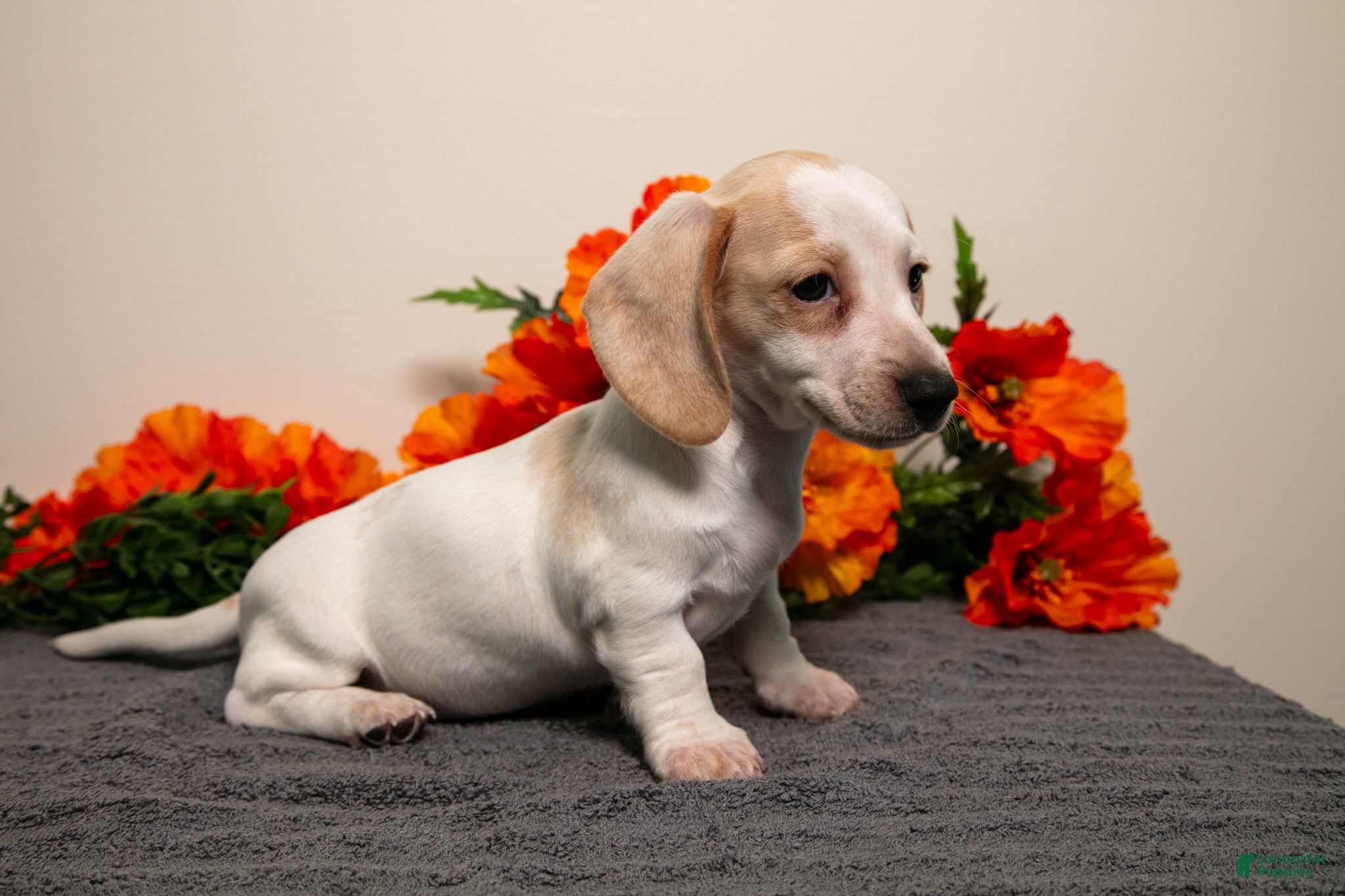 Miniature Dachshund dogs Petunia - Ad 2