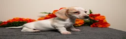 Miniature Dachshund dogs for sale: Petunia - Ad 2