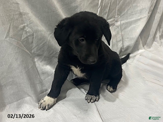 Mixed Breed dogs Quincy - Ad 2