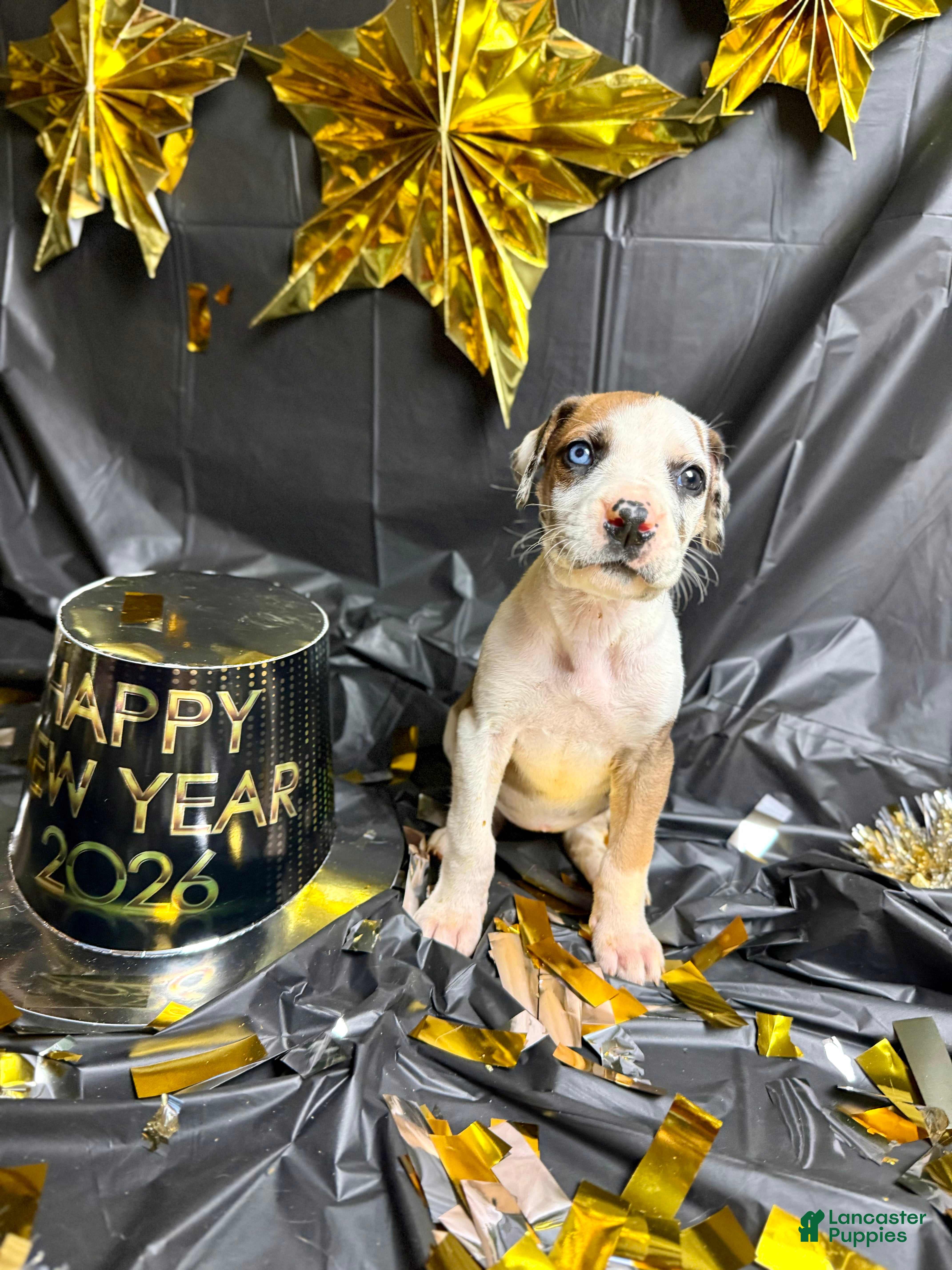 Great Dane dogs Hermione - Ad 40